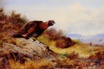  Oiseau Tableaux - Grouse rouge sur la lande Archibald Thorburn bird